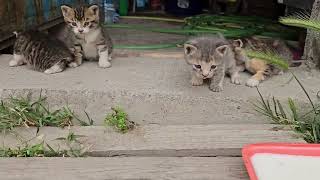 Cautious Mom Cat And  Cute Kittens