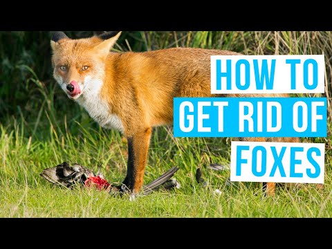 How to GET RID OF FOXES from your YARD FAST