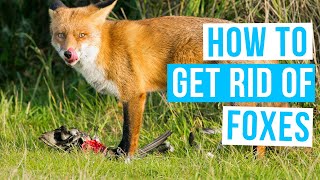 How to GET RID OF FOXES from your YARD FAST