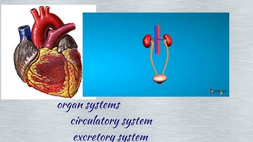 #s. m. online# 5th Std science  organ systems
