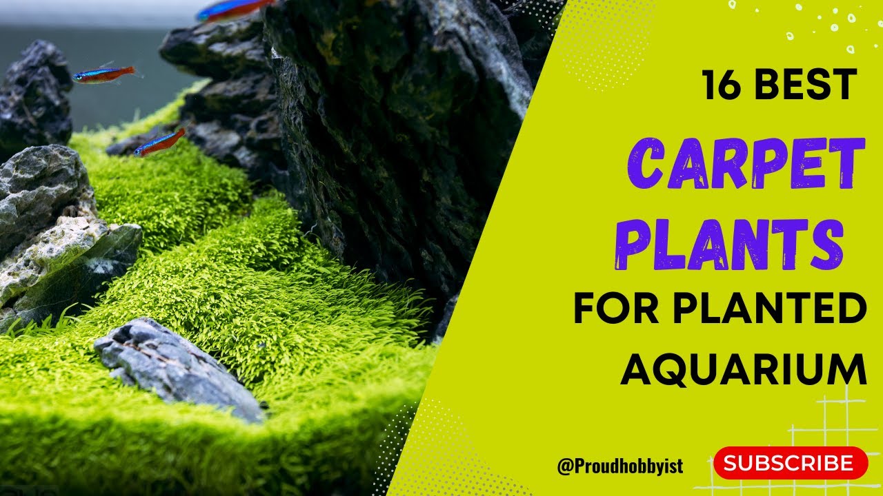 16 Carpet Plants For Planted Aquarium Carpet Plants For Your Aquarium
