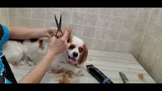 Cavalier king Charles dog breed, full groom, no restraints, 3/4 blade and scissor cut