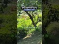 강아지 수목장 하늘소풍 #화분장 #강아지장례 #고양이장례 #창원반려견장례식장 #반려동물장례식장