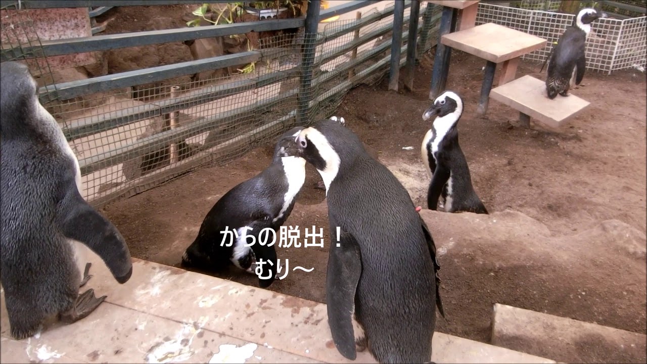 ペンギン】救世主・ケープペンギンハニーちゃん・伊勢シーパラダイス