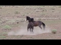 Garanho Mustang Defendendo Suas guas e Potros de solteiros