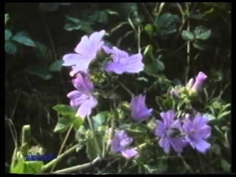 Movie 01 الحواس الخارقة