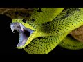 Ядовитые змеи - интересные факты