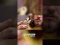 This Tiny Snake Kills More Than Any Other #Shorts