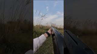 Dog was impatient on this point hunting  wingshooting uplandhunting gundogs