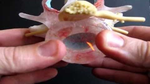 Professional LxH by Dynamic Disc Designs Corp.