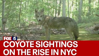 Coyote sightings in New York City on the rise