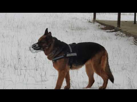 Video: Exercițiu Pentru Câinele Dvs. Senior