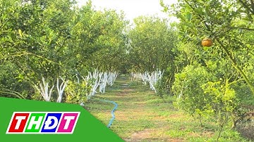 Khắc phục bệnh vàng lá thối rễ, chết xanh trên cây có múi | THDT