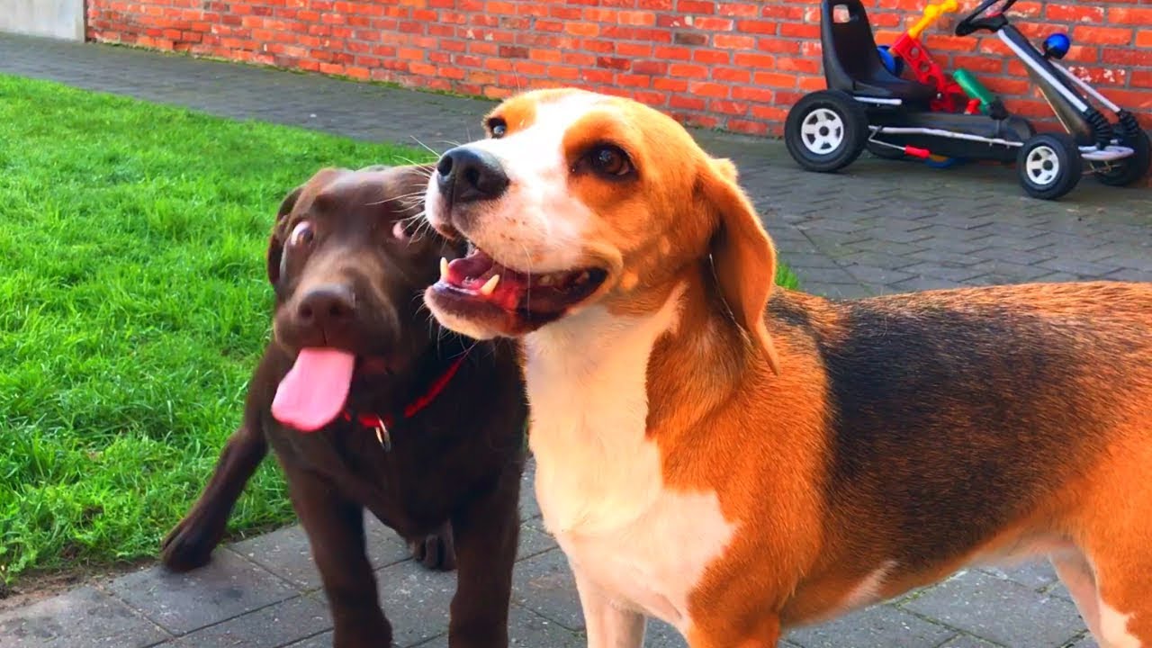 Cute Brown Labrador Puppy Falls in Love With Beagle : Funny Dogs Playing