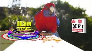 Neko Fuzz feat Barbasauce - Statue