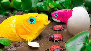 Stop Motion Koi Fish Hunt Worm, Toy World Fire Truck, Plane | Colorful Koi Fish | Primitive Cooking