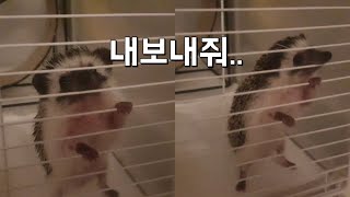 고슴도치 배변훈련 🦔 (방목형 초간단 방법)