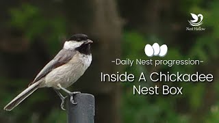 Daily Chickadee Nest Progression   Nest Building to Eggs Hatching