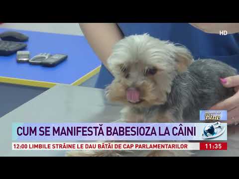 Video: Boala Pielii (Seboreea Canină) La Câini