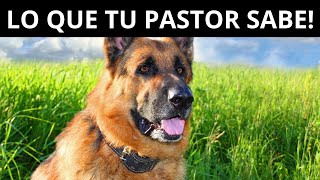 5 Cosas que TU PASTOR ALEMÁN SABE DE TI