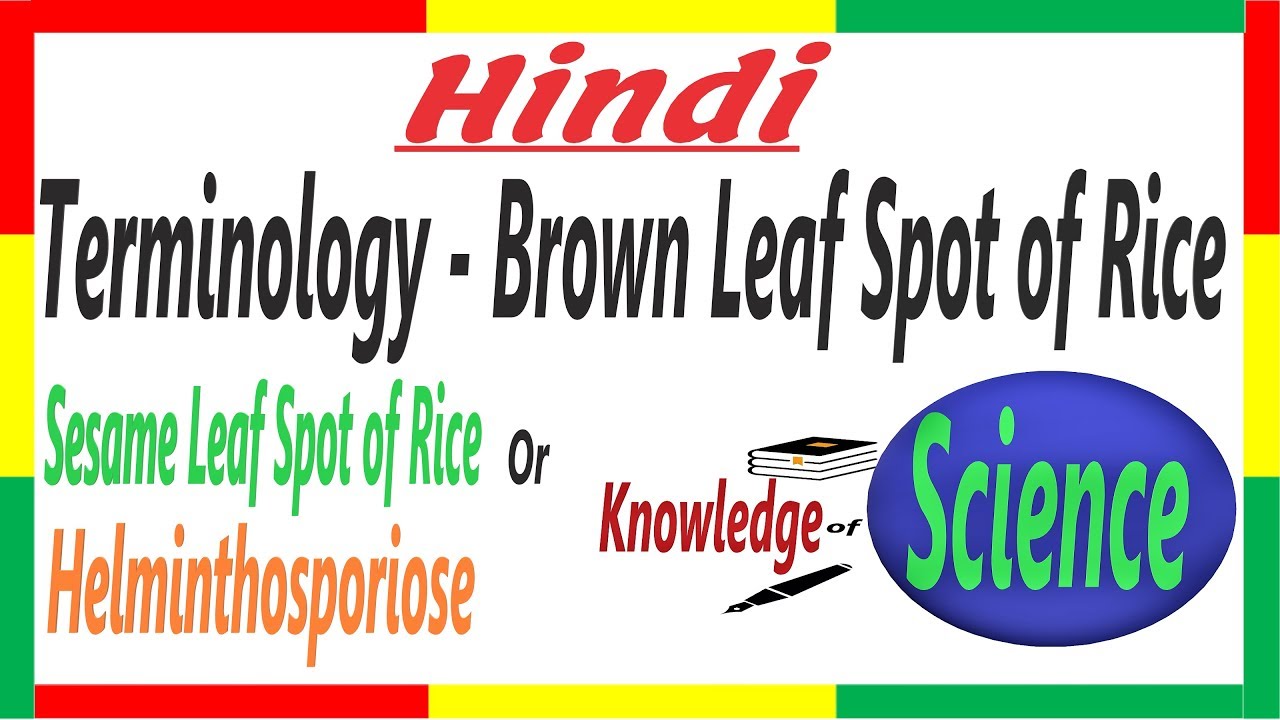 Terminology Brown Spot Of Rice Sesame Leaf Spot Of Rice Plant Pathology Rice Disease 