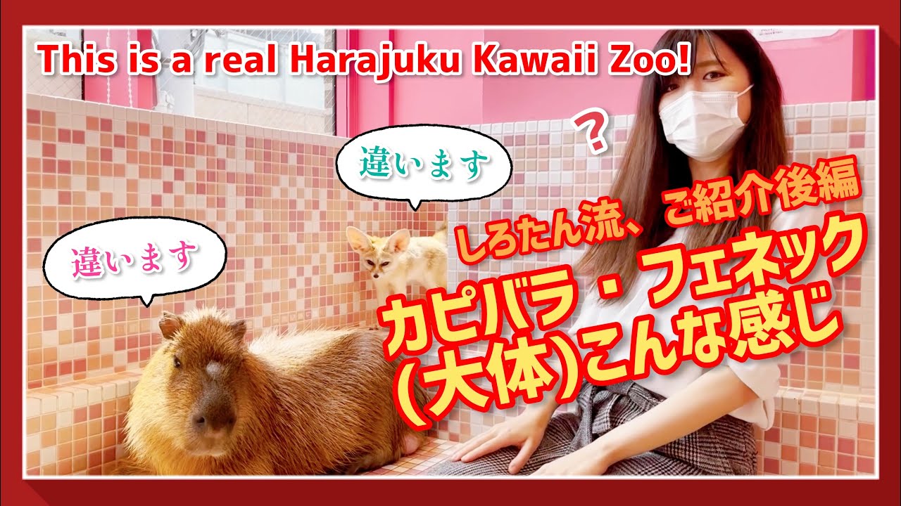 カピバラ これが本当の原宿かわいい動物園だ カピバラ フェネック編 This Is A Real Harajuku Kawaii Zoo Capybara Fennec Youtube カピバラ これが本当の原宿かわいい動物園だ カピバラ フェネック編 This Is A Real Harajuku Kawaii Zoo Capybara Fennec Youtube