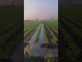 Chana Irrigation || #agriculturelife #agro #dollerchana #formerlife #former #agriculture