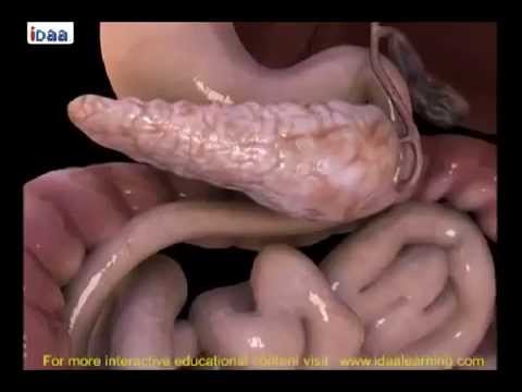 Video: Di manakah letak duodenum di dalam tubuh?