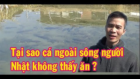 #Cuộc sống Nhật Bản , Tại sao Cá ở sông , ao cứ trên 5 kg mà người Nhật không thèm ăn ?