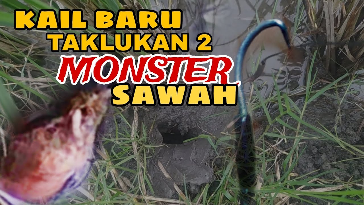 SPESIAL KAIL BARU ‼️‼️ TAKLUKAN 2 BELUT MONSTER SAWAH