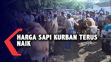 Jelang Idul Adha, Harga Sapi Terus Naik