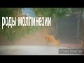 Роды желтой моллинезии