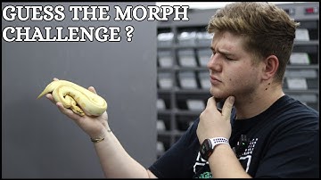 Think You Know Ball Pythons? Guess the Morph Challenge #1!