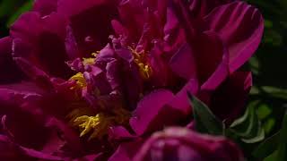 Bumblebees in peony flower