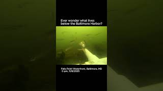 Below the Baltimore Harbor, Fells Point Waterfront, 11/8/2025