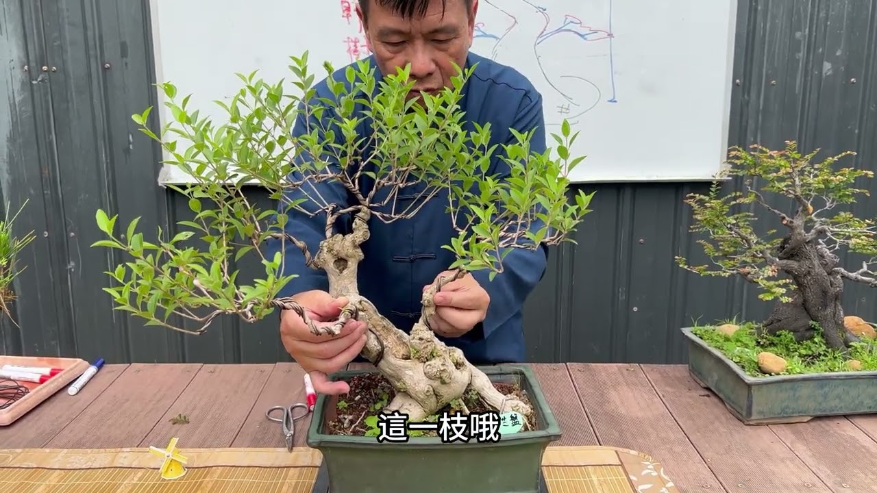 看過直幹、模樣木、曲幹樹型，知道了各枝幹該分佈的位置了，再來看看跟