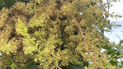 XOÀI CÁT HOÀ LỘC ( kích 2/9al)  TÌNH HÌNH BÔNG SAU NHỮNG NGÀY MƯA