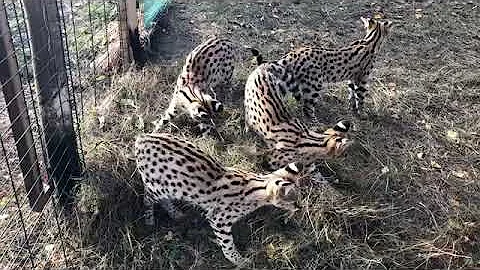 Watch the video about Exclusive Serval Kittens