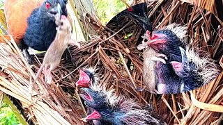 ANAK BURUNG BUBUT MAKIN BRUTAL DAN KEJAM