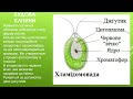 Відео-урок "Одноклітинні водорості" Біологія 6 клас.