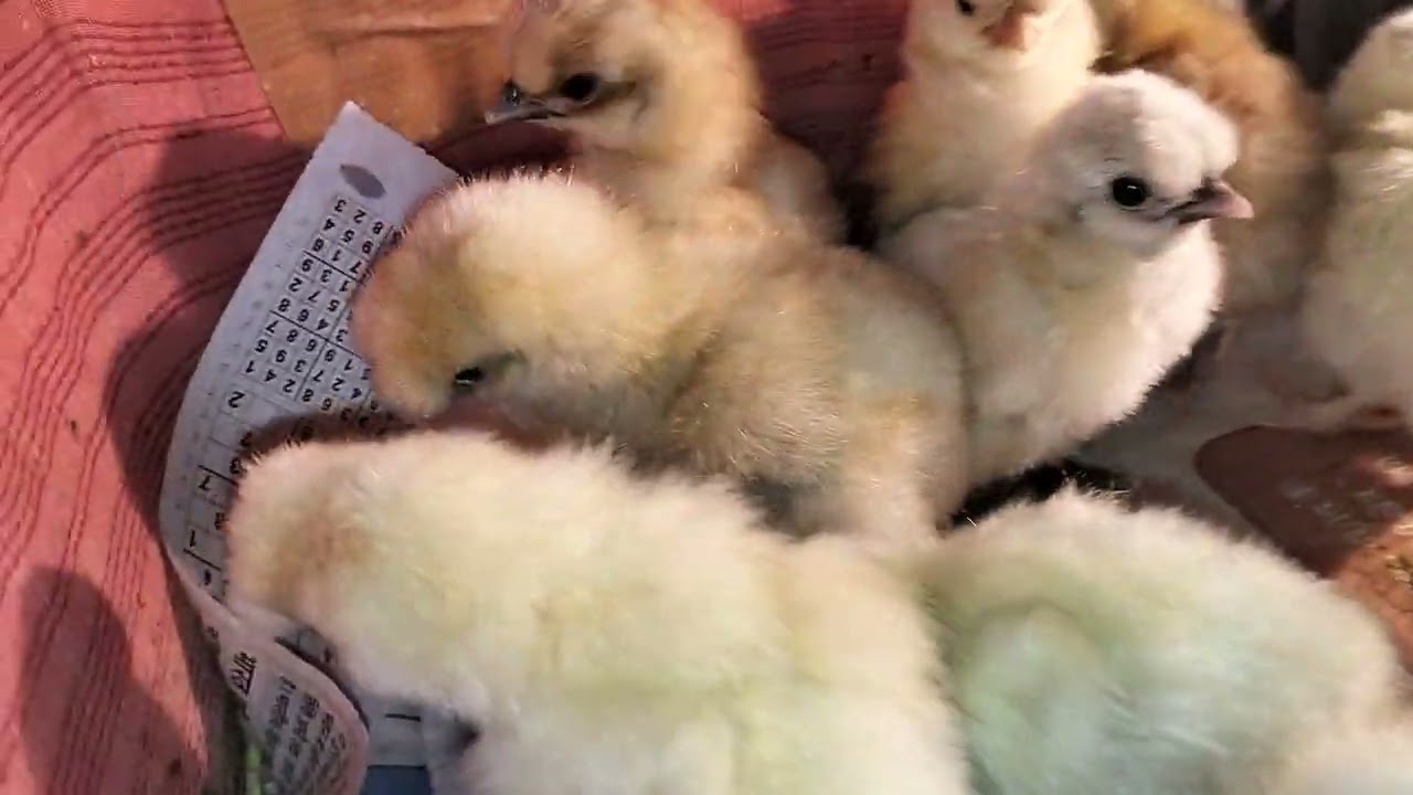 মোৰ ফাৰ্মৰ ছিল্কী কুকুৰাৰ পোৱালি 9101481210 Silkie chicken chicks available Barpeta Assam 