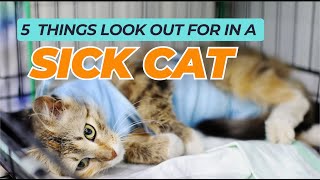 5 Things to Look out for in a Sick Cat