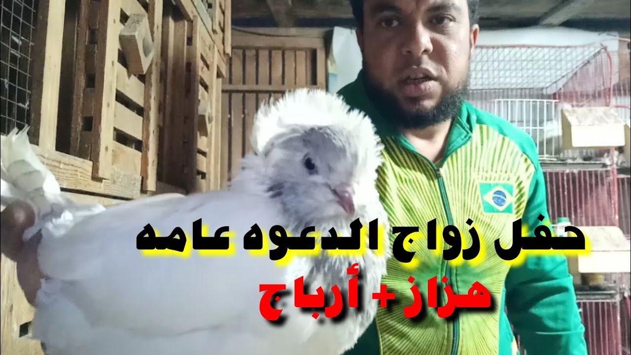 زواج نتايه أرباج مع دكر هزاز ديول هيكون إيه الناتج 😂 ؟
