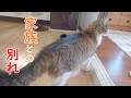 家族とのお別れに一番ショックを受けてしまった猫のななこ【保護猫】