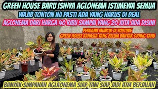 Download Lagu GREEN HOUSE BARU FULL AGLONEMA BARU‼️FULL HASIL TANIAN‼️ MP3 Download Lagu GREEN HOUSE BARU FULL AGLONEMA BARU‼️FULL HASIL TANIAN‼️ MP3