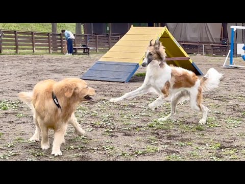 【時速50km】ボルゾイにも負けない!逃げ足だけは早くなりました!笑