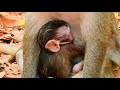 Poor Baby Monkey Vlintin So Sad