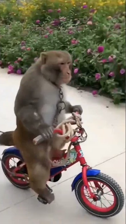 monkey dance.monkey animal#shurt #video