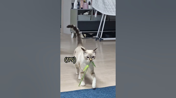 먹태의 하루는 이 영상을 무한반복하시면 됩니다 …^^