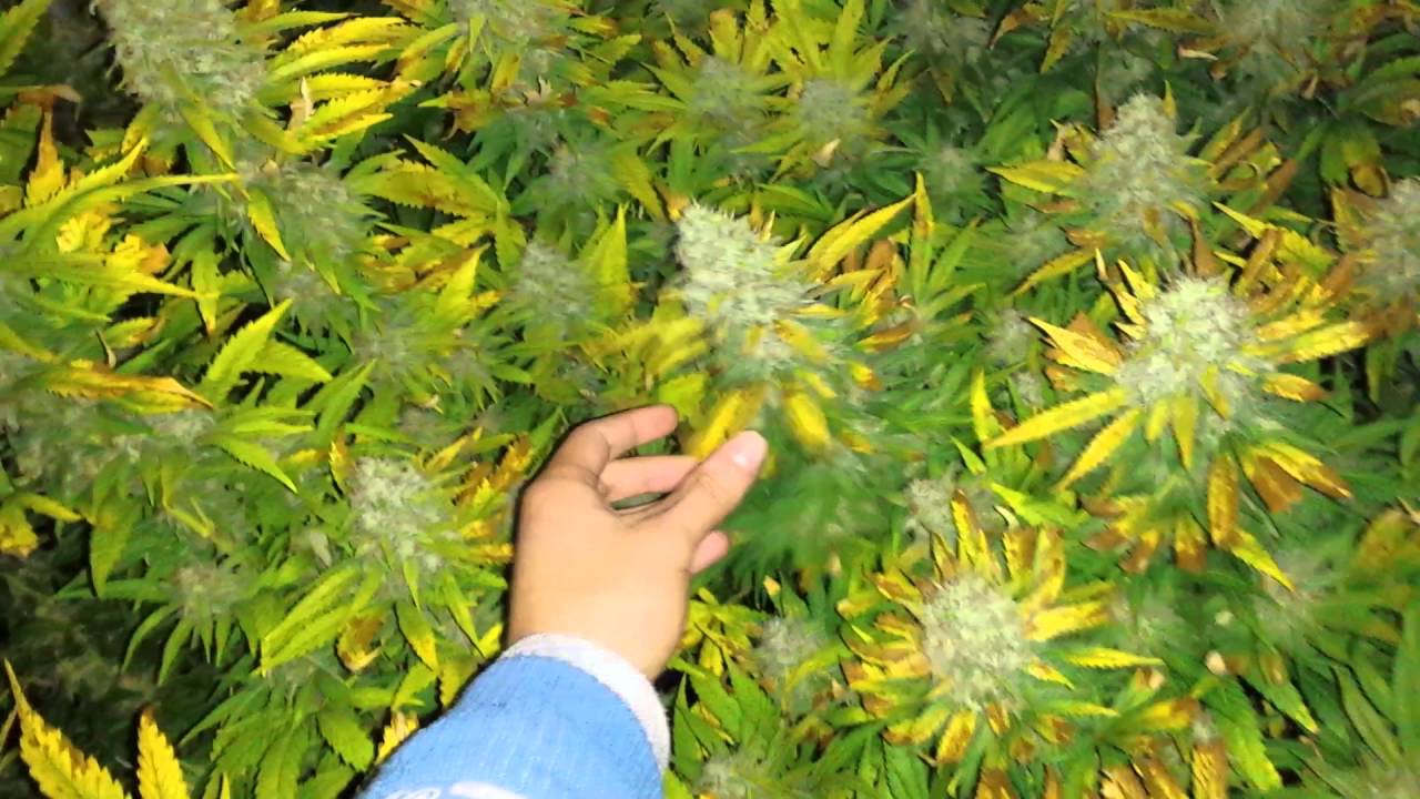 Grow Skunk#1 Indoor's